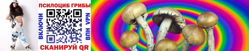 Галлюциногенные грибы Psilocybe  Купить где  Пласт 